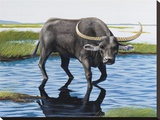 Wild Asiatic Buffalo