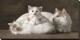 Van Colored White and Red Turkish Angora Cats