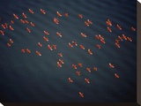 Red Ibises Over Amacuro Delta  Venezuela