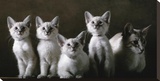 Balinese Cat and Kittens