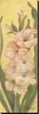 Shell Pink Gladiolus