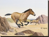 Przewalski Horse
