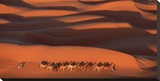 Camels Crossing Amber Dunes  Mauritania