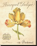 Perroquet Tulipe