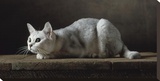 Silver Burmilla Cat