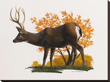Mule Deer