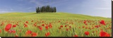 Cypress Trees in Meadow  Tuscany
