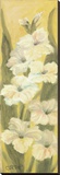 White Gladiolus