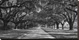 Live Oaks Along Road