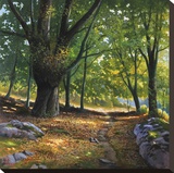 Luce nel bosco