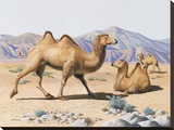 Wild Bactrian Camel