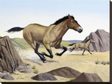 Przewalski Horse