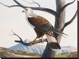 Rough-Legged Hawk