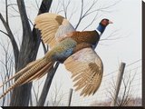 Pheasant