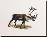 Caribou