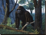 Moutain Gorilla