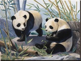 Pandas