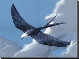 Swallow Tailed Kite