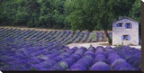 Fields of Lavender by Rustic Farmhouse