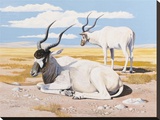 Addax