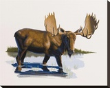 Moose