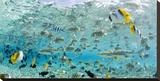 Blacktip Sharks and Tropical Fish in Bora-Bora Lagoon