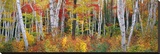 Autumn in Shelburne Forest