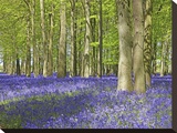 Bluebell wood in dappled sunshine