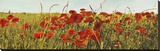 Poppy Field