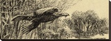 Turkey (sepia)