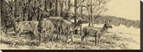 Whitetail Deer (sepia)