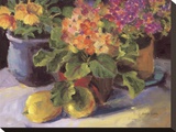 Primrose ll