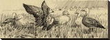 Lesser Snow Geese (sepia)
