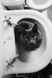 Cat Sitting In Bathroom Sink