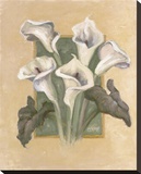 Cala Lilies