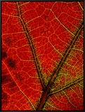A Close View of the Veins of a Colorful Maple Leaf in Autumn