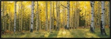 Aspen Trees in Coconino National Forest  Arizona  USA