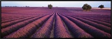 Lavender Field  Fragrant Flowers  Valensole  Provence  France