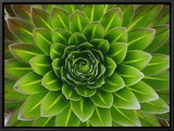 A Giant Lobelia Plant