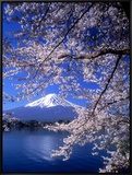 Cherry Blossoms and Mt Fuji