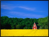 Rape Field  Red House and Forest  Kullaberg Skane  Kullaberg  Skane  Sweden
