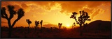 Sunset  Joshua Tree Park  California  USA