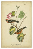 Bay Breasted Warbler