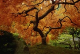 Maple Tree in Autumn
