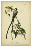 Fork-Tailed Flycatcher