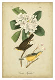 Canada Flycatcher