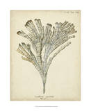 Coral Collection I