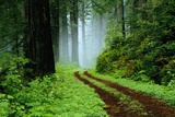Unpaved Road in Redwoods Forest