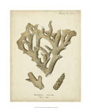 Coral Collection IV