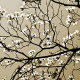 Dogwood Square I